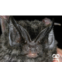 گونه خفاش گوش پهن آسیایی  Eastern Barbastelle  